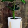 COMBO BABY MONSTERA DELICIOSA. UN TOQUE TROPICAL PARA TU HOGAR! - Image 2