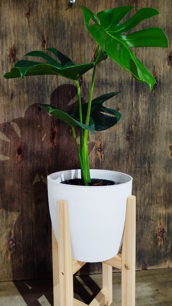 COMBO BABY MONSTERA DELICIOSA. UN TOQUE TROPICAL PARA TU HOGAR! - Image 2