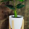 COMBO BABY MONSTERA DELICIOSA. UN TOQUE TROPICAL PARA TU HOGAR! - Image 3
