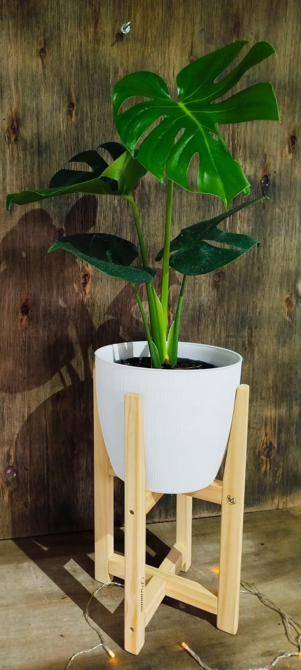 COMBO BABY MONSTERA DELICIOSA. UN TOQUE TROPICAL PARA TU HOGAR! - Image 3