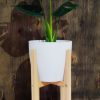COMBO BABY MONSTERA DELICIOSA. UN TOQUE TROPICAL PARA TU HOGAR! - Image 4