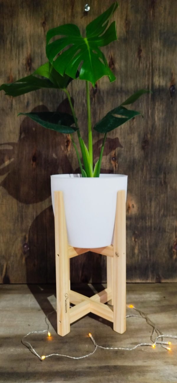 COMBO BABY MONSTERA DELICIOSA. UN TOQUE TROPICAL PARA TU HOGAR! - Image 4