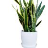 Sansevieria Trifasciata en maceta blanca con textura 🌿💚"