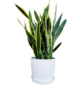 Sansevieria Trifasciata en maceta blanca con textura 🌿💚"