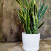 Sansevieria Trifasciata en maceta blanca con textura 🌿💚" - Image 2