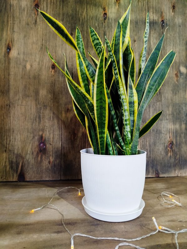 Sansevieria Trifasciata en maceta blanca con textura 🌿💚" - Image 2