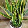Sansevieria Trifasciata en maceta blanca con textura 🌿💚" - Image 3