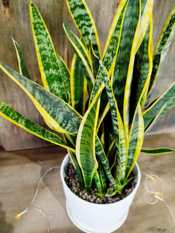 Sansevieria Trifasciata en maceta blanca con textura 🌿💚" - Image 3