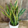 Sansevieria Trifasciata en maceta blanca con textura 🌿💚" - Image 4
