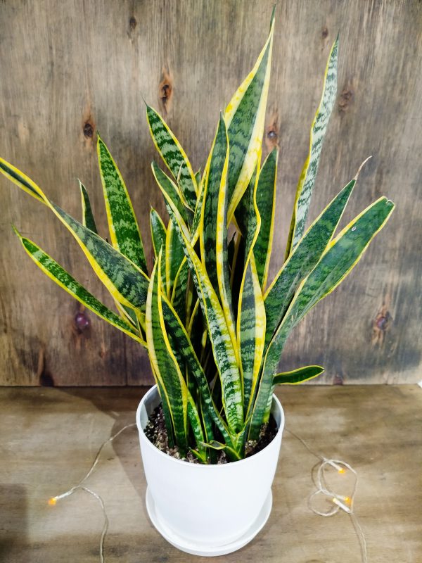 Sansevieria Trifasciata en maceta blanca con textura 🌿💚" - Image 4