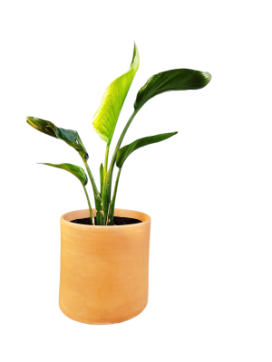 STRELITZIA NICOLAI:  EL PARAISO TROPICAL EN TU HOGAR