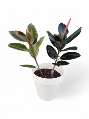 🍃 Dúo Dinámico: Gomero "Variegado " & "Verde" en un mismo lugar 🪴