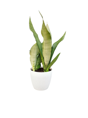 Sansevieria Moonshine: Elegancia lunar y aire puro para tu hogar.