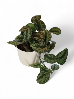 🥈 Elegancia de Plata: Potus Silver en Maceta Milán ⚪