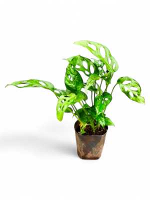 MONSTERA ADANSONII S: La Joya Perforada que Ilumina tu Hogar