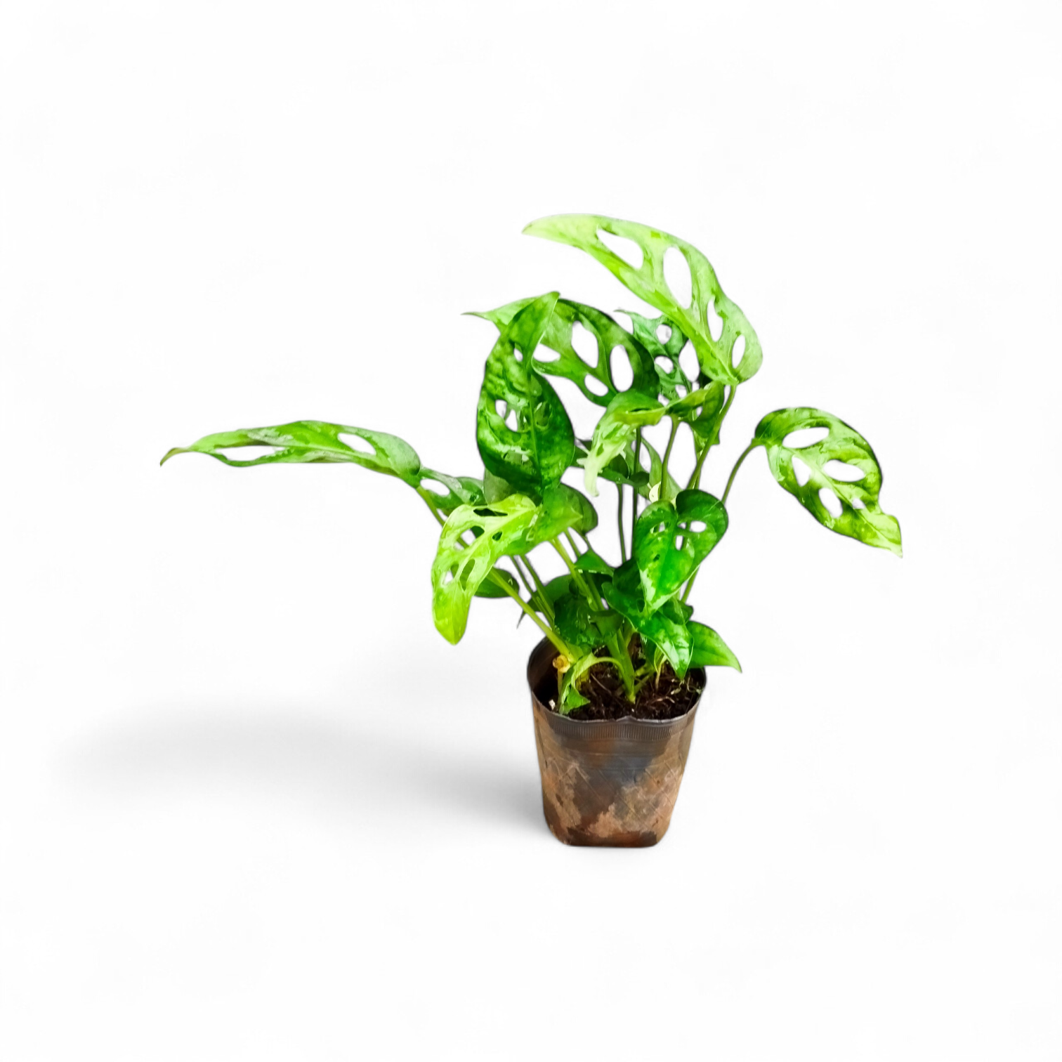 MONSTERA ADANSONII S: La Joya Perforada que Ilumina tu Hogar