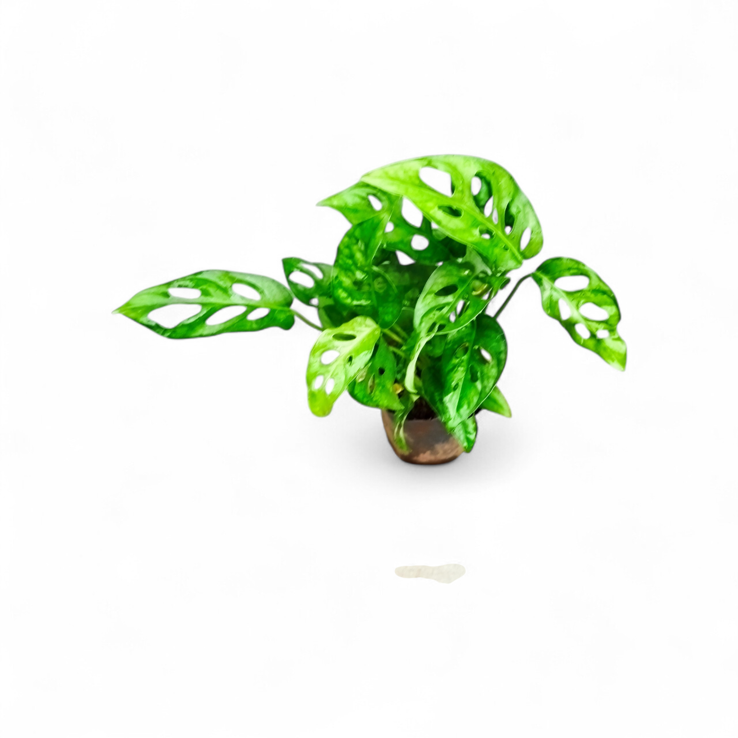 MONSTERA ADANSONII S: La Joya Perforada que Ilumina tu Hogar - Image 3