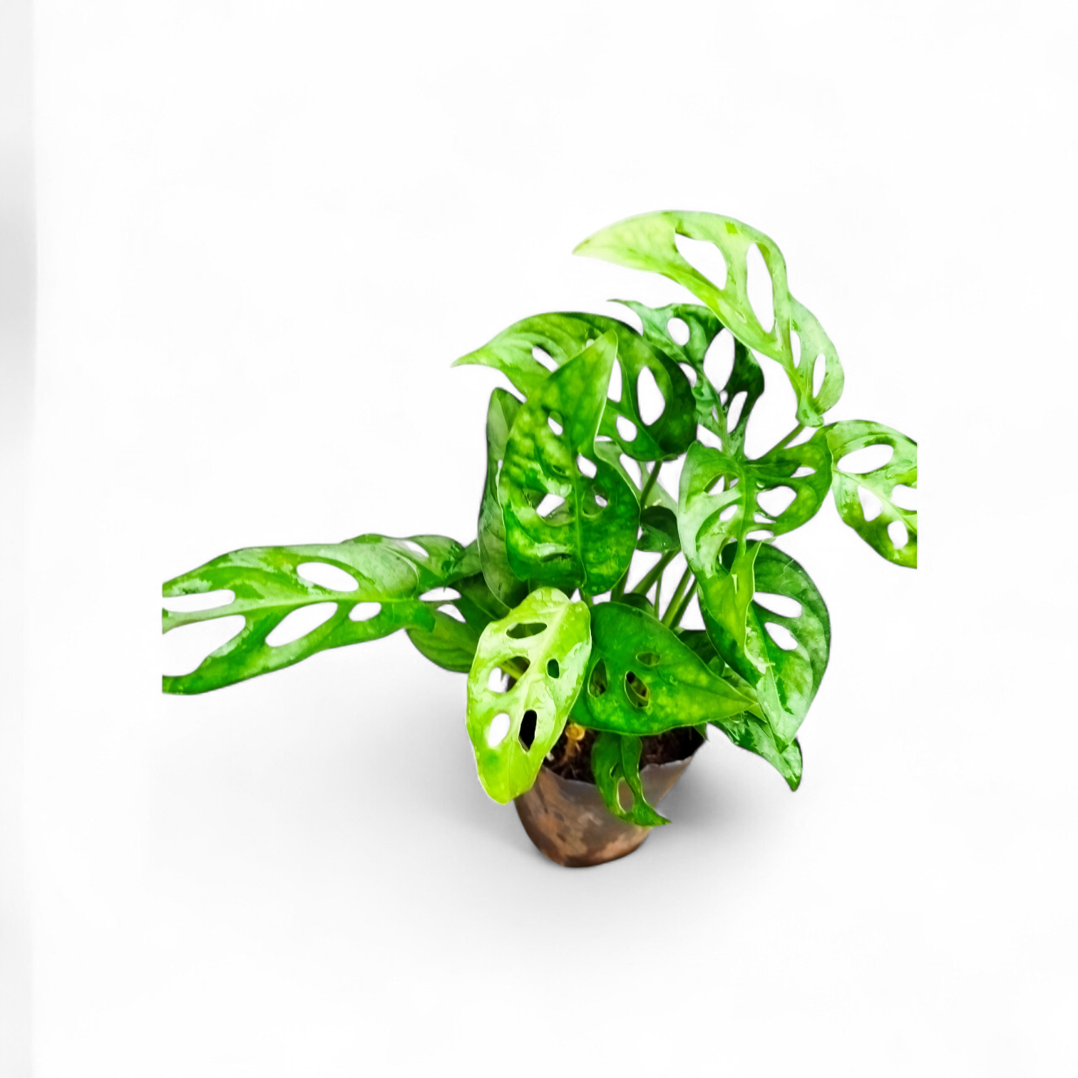 MONSTERA ADANSONII S: La Joya Perforada que Ilumina tu Hogar - Image 2