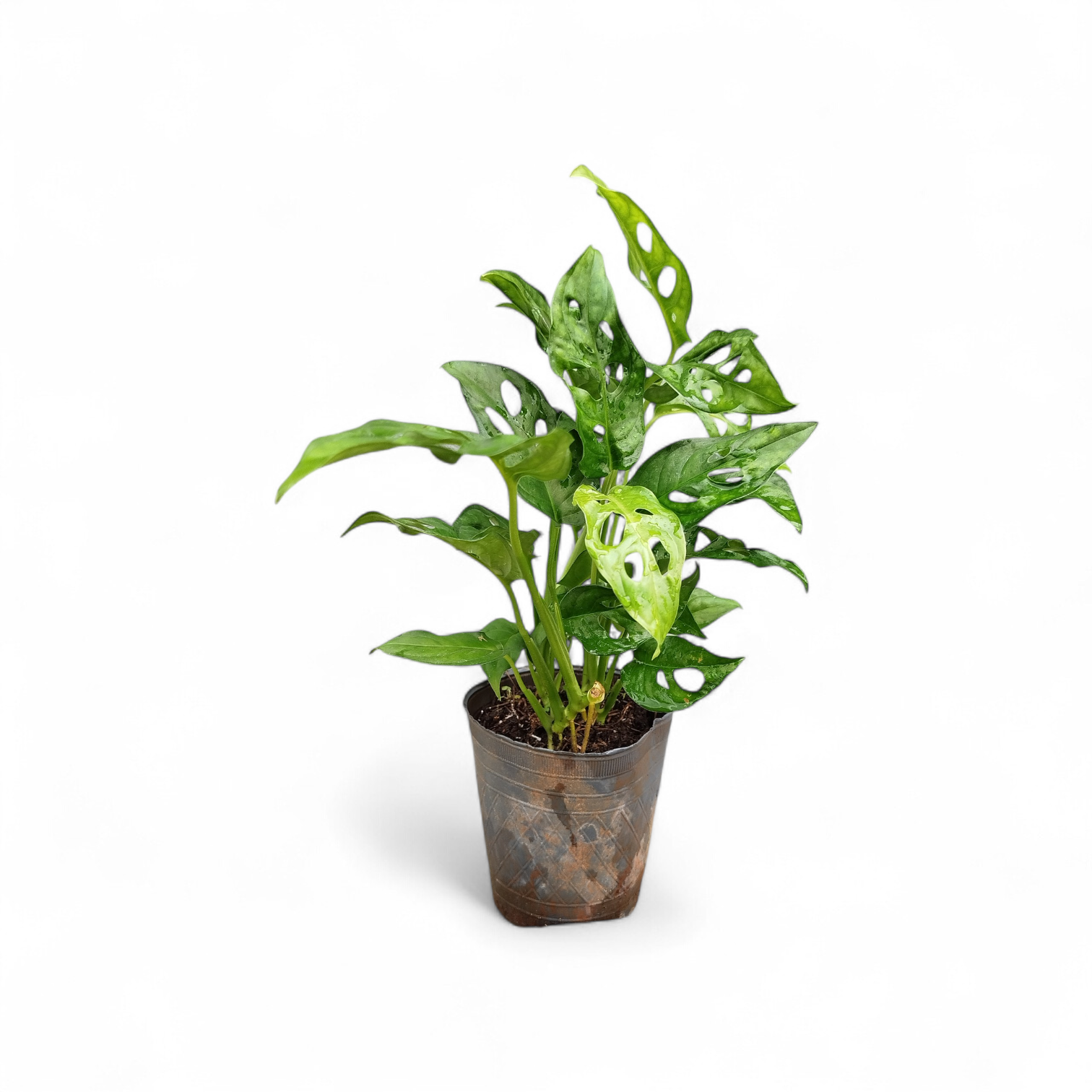 MONSTERA ADANSONII S: La Joya Perforada que Ilumina tu Hogar - Image 4