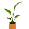 STRELITZIA NICOLAI:  EL PARAISO TROPICAL EN TU HOGAR