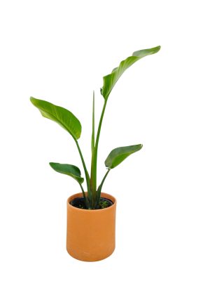 STRELITZIA NICOLAI:  EL PARAISO TROPICAL EN TU HOGAR