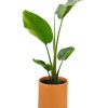 STRELITZIA NICOLAI:  EL PARAISO TROPICAL EN TU HOGAR - Image 4