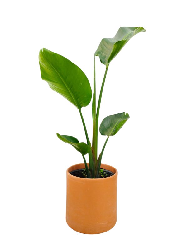 STRELITZIA NICOLAI:  EL PARAISO TROPICAL EN TU HOGAR - Image 4