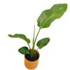 STRELITZIA NICOLAI:  EL PARAISO TROPICAL EN TU HOGAR - Image 3