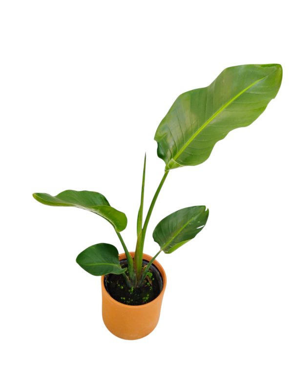 STRELITZIA NICOLAI:  EL PARAISO TROPICAL EN TU HOGAR - Image 3