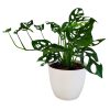 MONSTERA ADANSONII: La Joya Perforada que Ilumina tu Hogar
