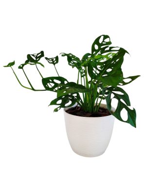 MONSTERA ADANSONII: La Joya Perforada que Ilumina tu Hogar