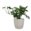 MONSTERA ADANSONII: La Joya Perforada que Ilumina tu Hogar - Image 3