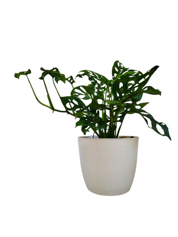 MONSTERA ADANSONII: La Joya Perforada que Ilumina tu Hogar - Image 3
