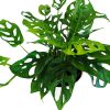MONSTERA ADANSONII: La Joya Perforada que Ilumina tu Hogar - Image 2