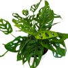 MONSTERA ADANSONII: La Joya Perforada que Ilumina tu Hogar - Image 4