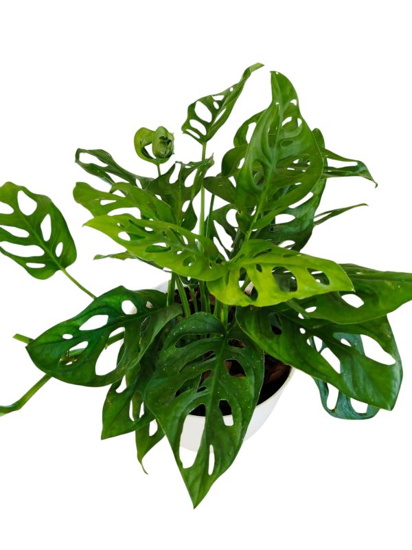 MONSTERA ADANSONII: La Joya Perforada que Ilumina tu Hogar - Image 4