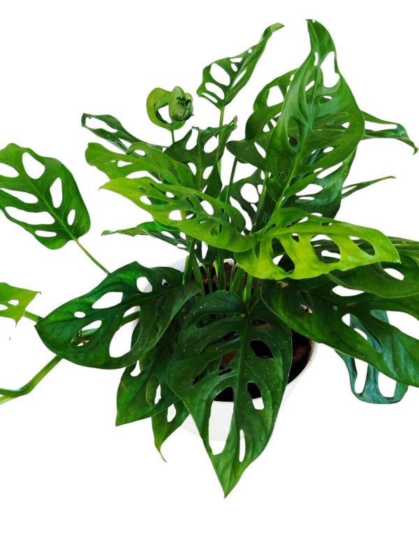 MONSTERA ADANSONII: La Joya Perforada que Ilumina tu Hogar - Image 2