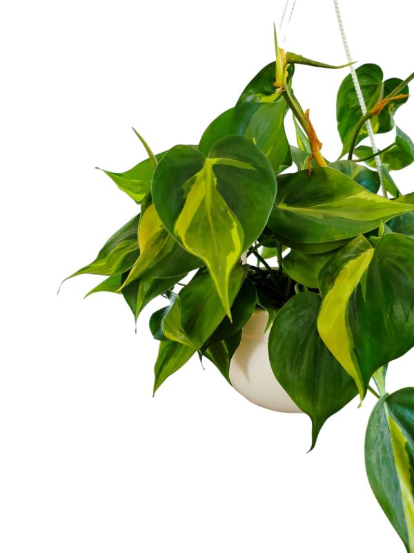 ¡DESCUBRE EL ENCANTO DEL PHILODENDRO BRASIL! En bols blanco - Image 3