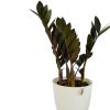 ¡Descubrí la ZZ Black, la planta de interior que lo tiene todo! - Image 3