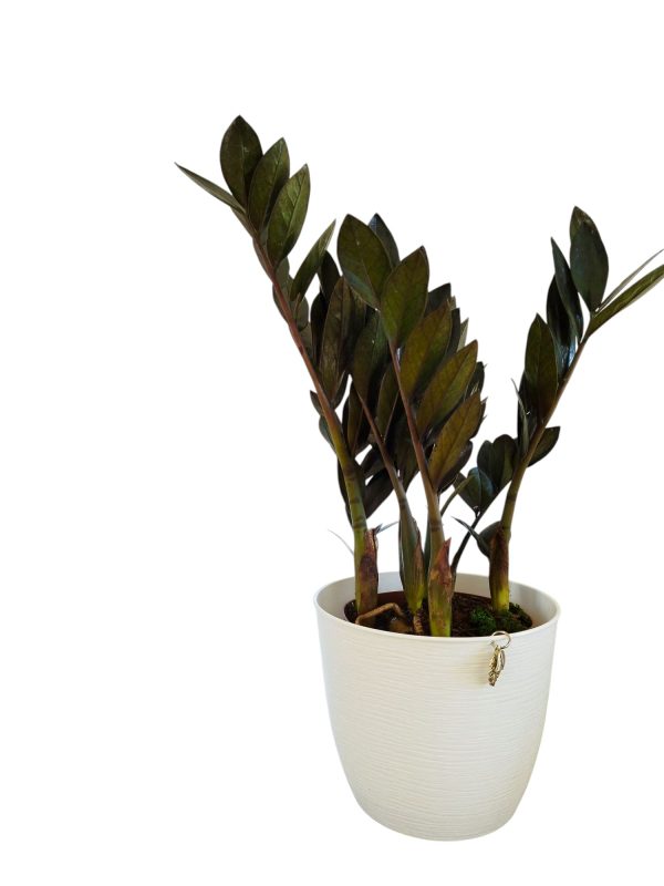 ¡Descubrí la ZZ Black, la planta de interior que lo tiene todo! - Image 3