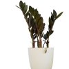 ¡Descubrí la ZZ Black, la planta de interior que lo tiene todo!