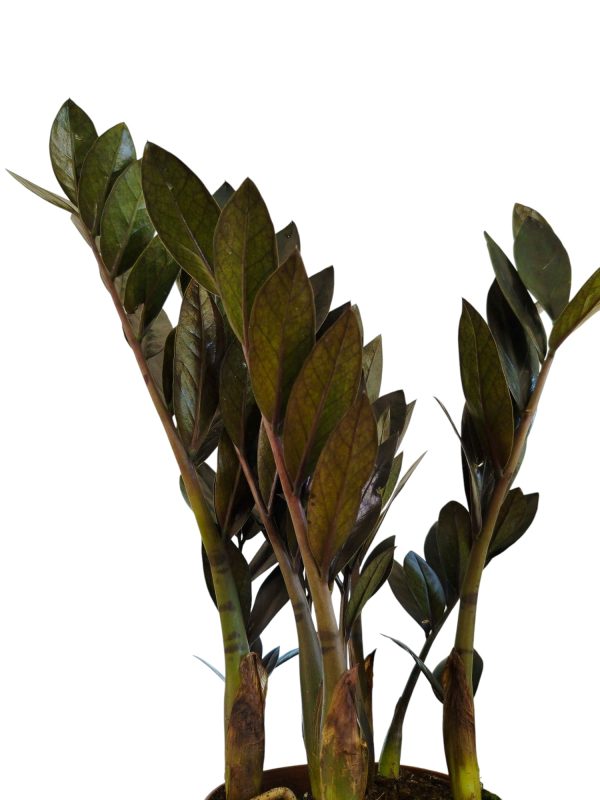 ¡Descubrí la ZZ Black, la planta de interior que lo tiene todo! - Image 4