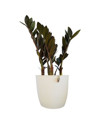 ¡Descubrí la ZZ Black, la planta de interior que lo tiene todo!