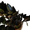 ¡Descubrí la ZZ Black, la planta de interior que lo tiene todo! - Image 5