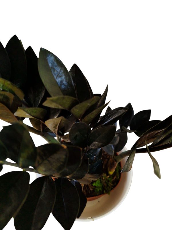 ¡Descubrí la ZZ Black, la planta de interior que lo tiene todo! - Image 5