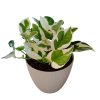 ¡Ilumina tu Hogar con la Deslumbrante Potus Blanco! Chico 🌿✨ - Image 2