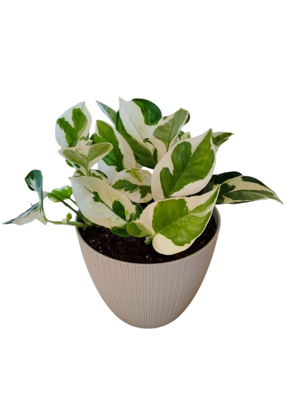 ¡Ilumina tu Hogar con la Deslumbrante Potus Blanco! Chico 🌿✨ - Image 2