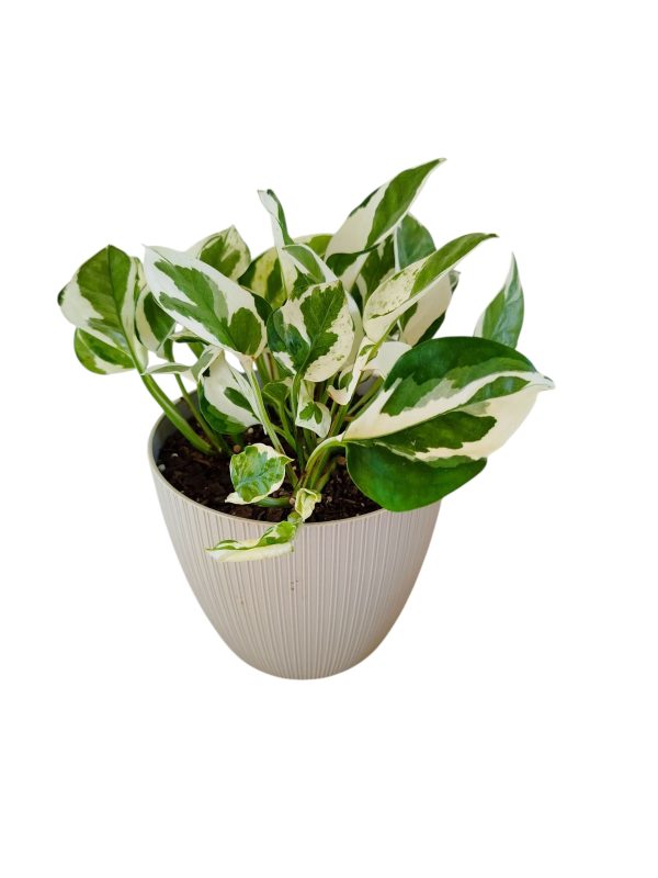 ¡Ilumina tu Hogar con la Deslumbrante Potus Blanco! Chico 🌿✨ - Image 3
