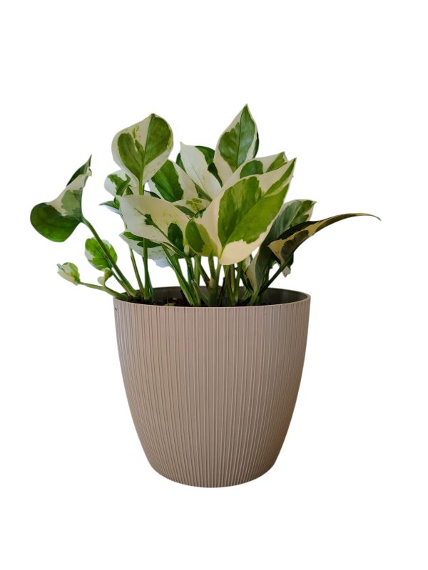 ¡Ilumina tu Hogar con la Deslumbrante Potus Blanco! Chico 🌿✨ - Image 4