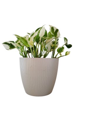 ¡Ilumina tu Hogar con la Deslumbrante Potus Blanco! Chico 🌿✨
